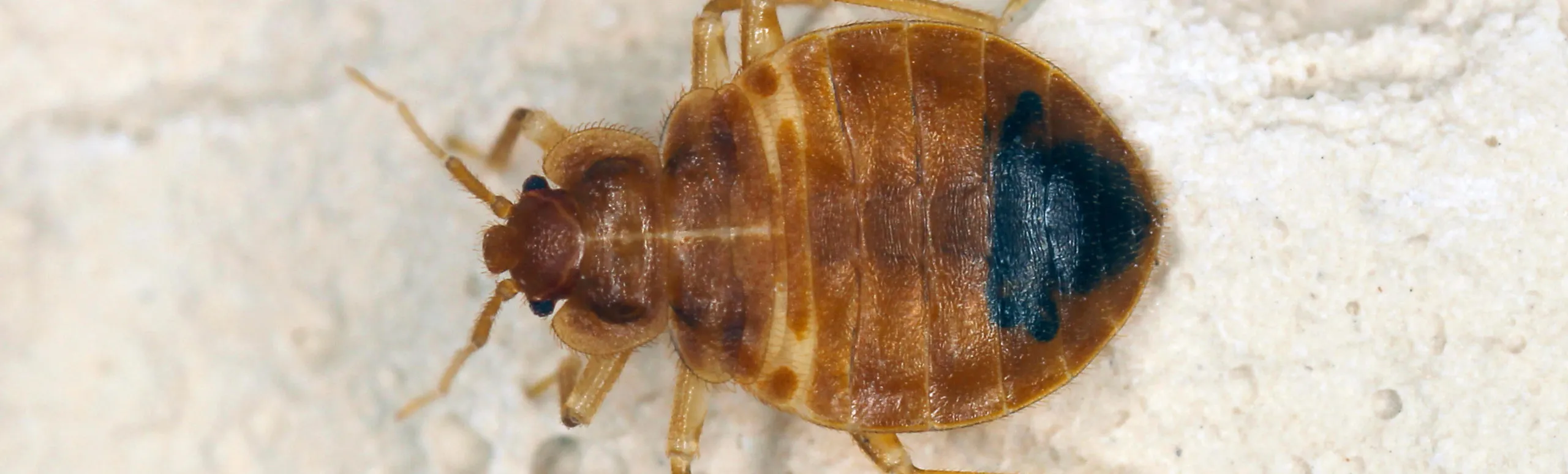 bed bug scaled