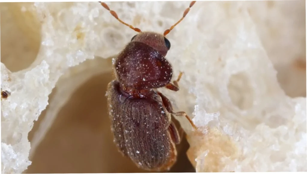 rectangle 165 (6) 11zon