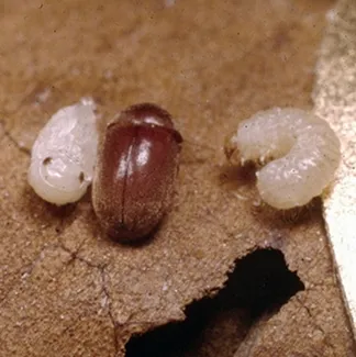 rectangle 192 (1) 11zon