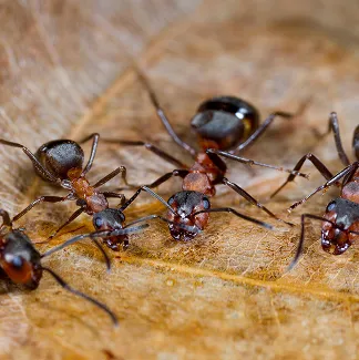 rectangle 194 (4) 11zon