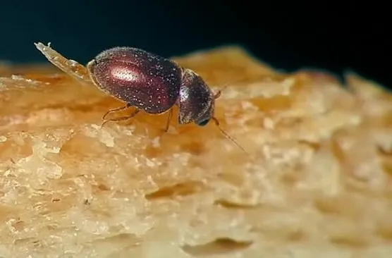 rectangle 202 (1) 11zon