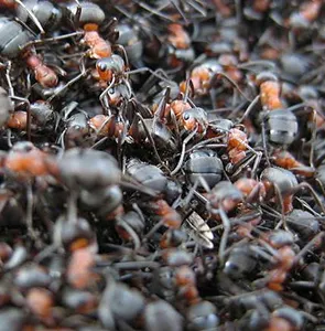 rectangle 203 (4) 11zon