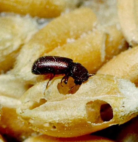 rectangle 204 (1) 11zon