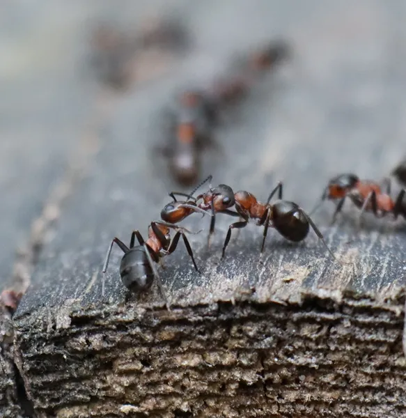 rectangle 204 (4) 11zon